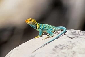 Images Dated 28th January 2005: Collared Lizard North America