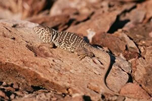 Images Dated 14th June 2004: Collared Lizard Northern Mexico