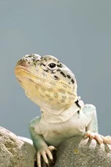 Collared Lizard - Front view, close up
