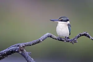 Collared / Mangrove Kingfisher - sitting on old mangrove roots overlooking mudflats and mangroves - perch has small barnacles attached showing that the tide covers the plant - Bowen - Queensland - Australia