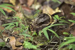 Collared Nightjar - endemic. At rest during day Madagascar