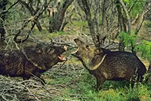 Images Dated 27th December 2005: Collared Peccaries or Javelina (Tayassu tajacu) snapping jaws at one another. American Southwest