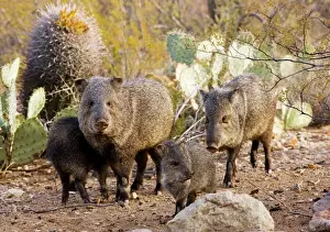 Deserts Prints: Collared Peccaries / Javelinas - Family group in the desert of south-west Arizona USA