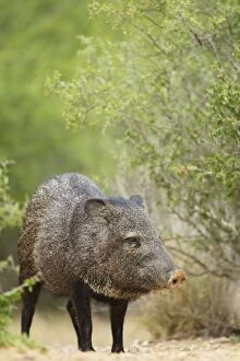 Images Dated 2nd May 2012: Collared Peccary