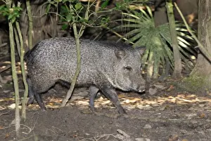 Collared Peccary Belize