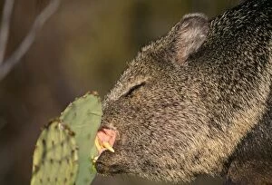 Collared Peccary / Javelina - eating Prickly Pear Cactus, showing big incisor teeth