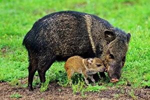Trending: Collared Peccary or Javelina (Tayassu tajacu)--mother with young piglet. American Southwest