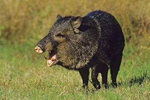 Images Dated 27th December 2005: Collared Peccary or Javelina (Tayassu tajacu). American Southwest