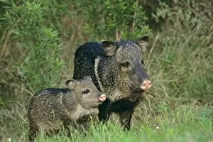 Images Dated 27th December 2005: Collared Peccary or Javelina (Tayassu tajacu)--mother with young. American Southwest