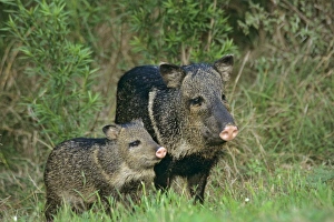 Images Dated 27th December 2005: Collared Peccary or Javelina (Tayassu tajacu)--mother with young. American Southwest