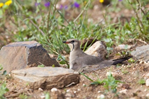 Collared Pratincole - adult bird sitting on nest in farmland Collared Pratincole - adult bird sitting on nest in farmland