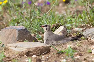 Pratincole Prints: Collared Pratincole - adult bird sitting on nest in farmland - Southern Spain