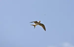 Pratincole Prints: Collared Pratincole - in flight catching food - April - Extremadura - Spain