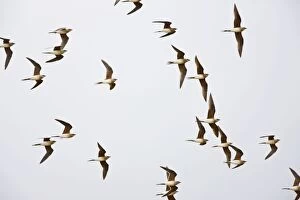 Collared Pratincole - flock in flight