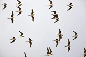 Images Dated 18th April 2009: Collared Pratincole - flock in flight