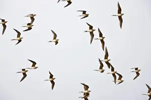 Pratincole Prints: Collared Pratincole - flock in flight - April - Extremadura - Spain