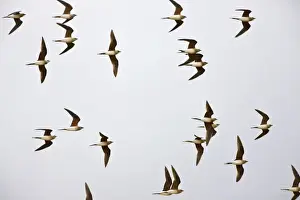 Collared Pratincole - flock in flight - April - Extremadura - Spain