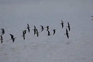 Pratincole Prints: Collared Pratincole - flock in flight. Spain April
