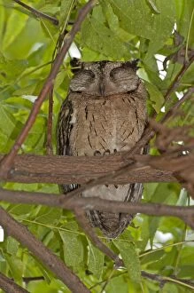 Collared Scops Owl - roosting with eyes closed