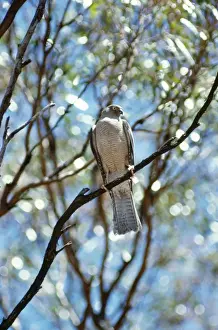 Collared Sparrowhawk