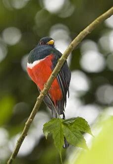 Collared Trogon male - on branch
