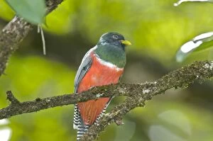 Images Dated 16th December 2008: Collared Trogon - sitting on branch
