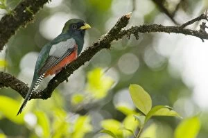 Images Dated 16th December 2008: Collared Trogon - sitting on branch