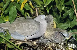 Doves Prints: Collared Turtle Dove