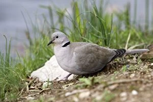 Images Dated 13th November 2005: Collared Turtle Dove. France