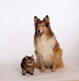 Collie and cat