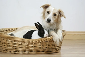 Dog & Rabbit