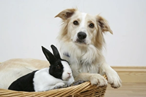 House RABBIT - in house