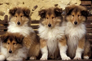 Fluffy Collection: Collie Dogs - four puppies