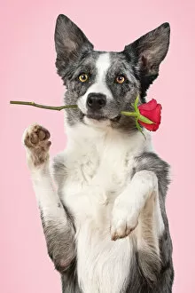 Collie X breed Dog, sitting, paws up with a red rose in mouth, pink background Date: 18-Mar-19