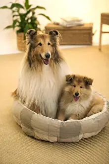 CollieDog - Female with puppy sitting in basket