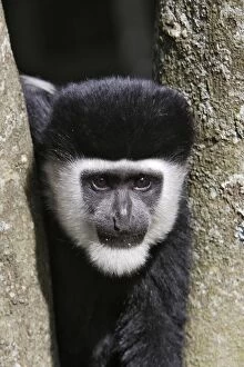 Images Dated 10th August 2006: colobe noir et blanc Western Black-and-white Colobus Monkey