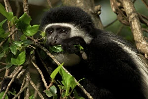 Food In Mouth Collection: Colobus guereza