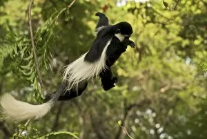 Colobus guereza Black and White Colobus Monkey - leaping in mid-air