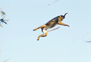 Images Dated 16th December 2005: Colobus Monkey - leaping Gambia, Africa