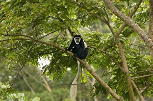Colobus monkey in the natural forest