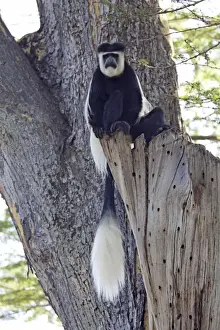 Colobus Monkey - sitting in Acacia Tree - Elsamere Lake Naivasha Rift Valley - Kenya