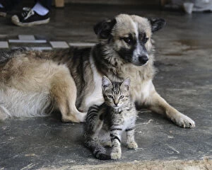 Colombia, Minca. Kitten and dog