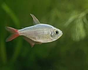 Colombian red fin tetra - side view, tropical freshwater