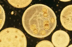 Microscopic Prints: Colonial Green Algae SPH 2999 Volvox sp. © Steve Hopkin / ardea. com