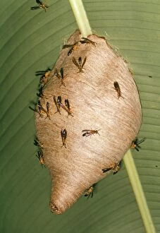Images Dated 22nd April 2005: Colonial Wasps - at nest