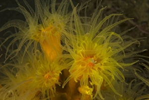 Images Dated 27th March 2007: Colony of tube corals - feeding at night. They remain retracted during the day