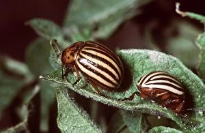 Images Dated 17th June 2004: Colorado Beetles