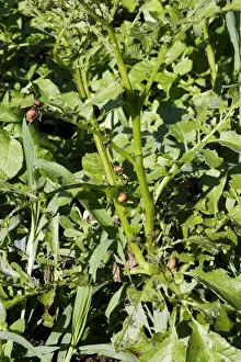 Colorado potato beetle - feeding. pest. France