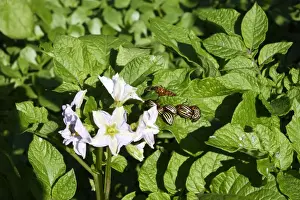 Colorado potato beetle - feeding. pest. France
