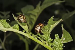 Images Dated 5th July 2006: Colorado potato beetle - two. France